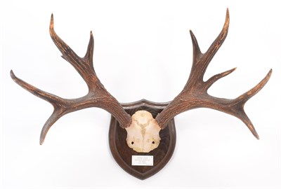 Lot 16 - Antlers/Horns: Marsh Deer (Blastocerus dichotomus), circa 1890-1900, adult stag antlers on cut...