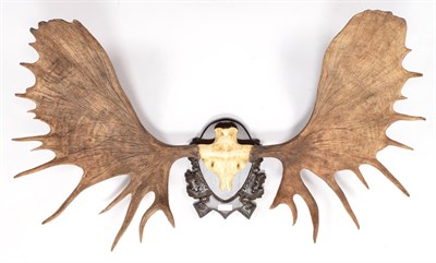 Lot 19 - Antlers/Horns: Alaskan Moose (Alces alces gigas), dated September 1974, Alaska Range, Moose...