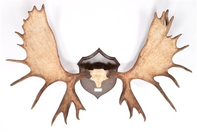 Lot 20 - Antlers/Horns: Alaska Yukon Moose (Alces alces gigas), circa late 20th century, Sustina River,...