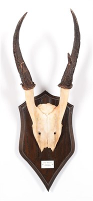 Lot 25 - Antlers/Horns: Giant Muntjac (Muntiacus vuquangensis), Vietnam, adult buck antlers on cut upper...