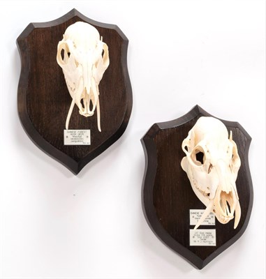 Lot 31 - Skulls/Anatomy: Chinese Water Deer & Chinese Forest Musk Deer (Hydropotes inermis inermis /...