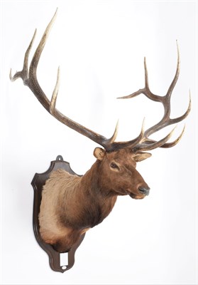 Lot 34 - Taxidermy: North American Wapiti or Elk (Cervus canadensis nelsoni), circa 20th century, Stoney...