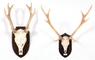 Lot 39 - Antlers/Horns: Formosan & Keramae Sika Deer (Cervus taiovanus / Cervus nippon kera mae), Japan,...