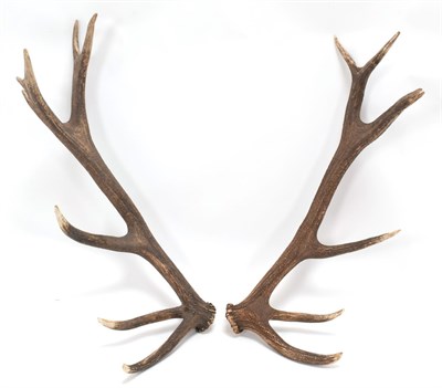 Lot 41 - Antlers/Horns: Hungarian Red Deer Cast Antlers (Cervus elaphus hippelaphus), a large pair of...