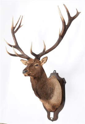 Lot 45 - Taxidermy: North American Wapiti or Elk (Cervus canadensis nelsoni), dated 1966, a monumental adult