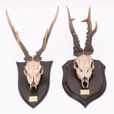 Lot 46 - Antlers/Horns: European Roebuck (Capreolus capreolus), Scotland, large adult buck antlers on...