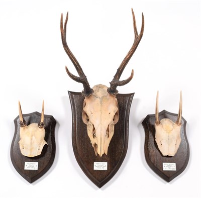 Lot 47 - Antlers/Horns: Pampas Deer (Ozotoceros bezoarticus celer), dated 1911, Uruguay, South America,...