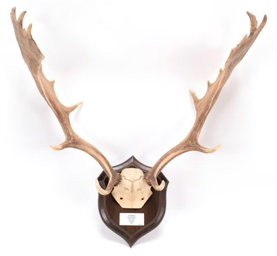 Lot 48 - Antlers/Horns: European Fallow Deer (Cervus dama dama), dated 1980, Boldre Wood, New Forest,...