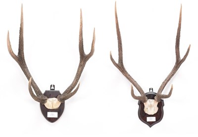 Lot 49 - Antlers/Horns: Javan Rusa Deer & Moluccan Rusa Deer (Cervus timorensis rusa), & (Cervus...