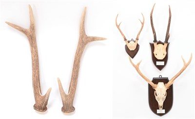 Lot 50 - Antlers/Horns: Hog Deer & Calamanian Deer (Axis porcinus porcinus / Axis calamianensis), a set...