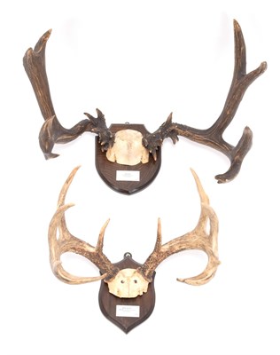 Lot 52 - Antlers/Horns: Abnormal Mule Deer & White-Tailed Deer, North America, large abnormal Mule deer stag