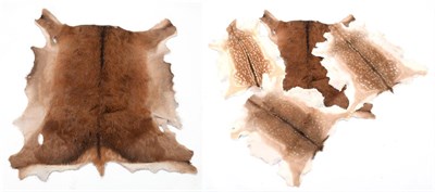 Lot 56 - Hides/Skins: Red Deer & Fallow Deer Tanned Hides, modern, three professionally tanned Fallow...
