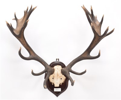Lot 58 - Antlers/Horns: Central European Red Deer (Cervus elaphus hippelaphus), Early Warnham Park Head,...