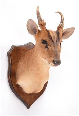 Lot 62 - Taxidermy: Muntjac Deer (Muntiacus muntjak), modern, by Colin Dunton, Taxidermy, Marlborough,...