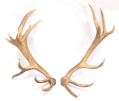 Lot 64 - Antlers/Horns: Central European Red Deer Cast Antlers (Cervus elaphus hippelaphus), a large pair of