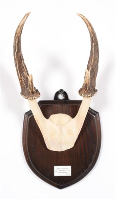 Lot 66 - Antlers/Horns: Giant Muntjac (Muntiacus vuquangensis), Vietnam, adult buck antlers on cut upper...