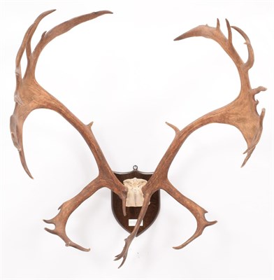 Lot 67 - Antlers/Horns: Newfoundland Caribou (Rangifer tarandus goenlandicus), circa early 20th century,...
