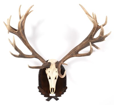 Lot 69 - Antlers/Horns: European Red Deer (Cervus elaphus hippelaphus), 20th century, impressive adult...