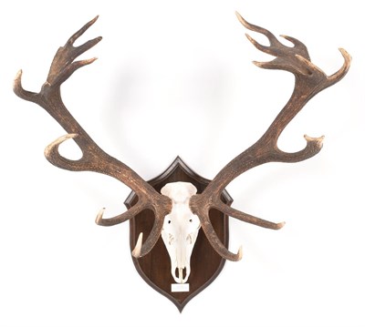 Lot 70 - Antlers/Horns: European Red Deer (Cervus elaphus hippelaphus), 20th century, Warnham park,...
