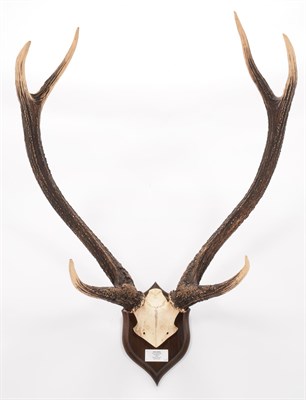 Lot 71 - Antlers/Horns: Indian Sambar (Cervus unicolor unicolor), dated October 1928, taken by G.D....
