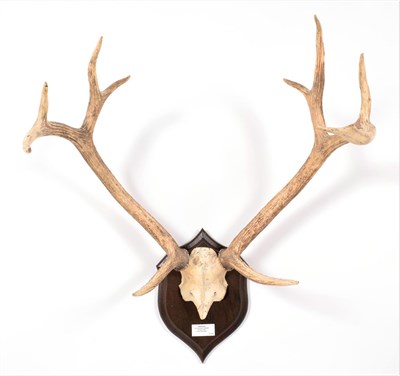 Lot 73 - Antlers/Horns: Swamp Deer or Barasingha (Rucervus duvaucelii duvaucelii), South West Nepal,...