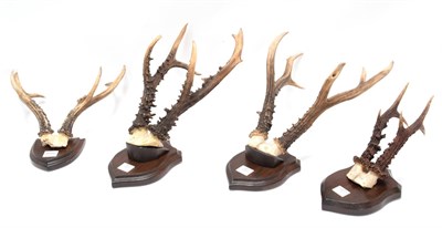 Lot 79 - Antlers/Horns: A Collection Roebuck Antlers, a large set of adult Siberian Roebuck antlers on...