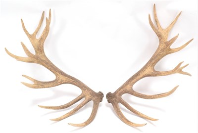 Lot 81 - Antlers/Horns: Central European Red Deer Cast Antlers (Cervus elaphus hippelaphus), Warnham...
