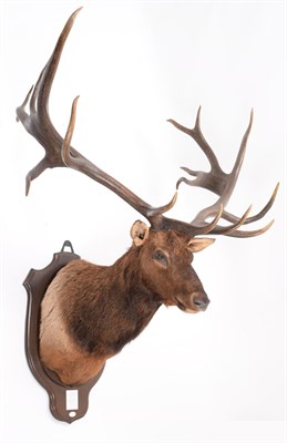 Lot 84 - Taxidermy: North American Wapiti or Elk (Cervus canadensis nelsoni), circa 1891, Montana, USA,...