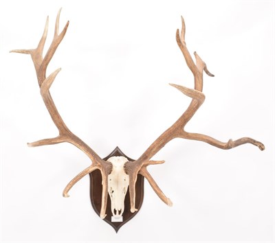 Lot 87 - Antlers/Horns: Mongolian Red Deer (Cervus elaphus sibiricus), very large adult stag antlers on...