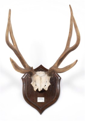 Lot 89 - Antlers/Horns: Pampas Deer (Ozotoceros bezoarticus celer), Argentina, South America, adult stag...