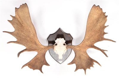 Lot 90 - Antlers/Horns: Alaskan Moose (Alces alces gigas), dated September 26th 1964, Stikine River, British