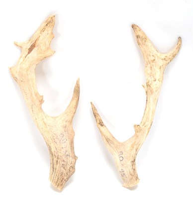 Lot 92 - Antlers/Horns: A Pair of Persian Fallow Deer Antlers (Dama dama mesopotamica), a pair of loose...