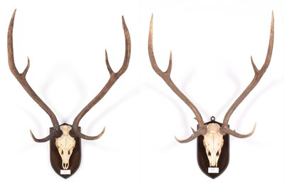 Lot 99 - Antlers/Horns: Chital or Axis Deer (Axis axis), Peninsula, India, adult stag antlers on upper...