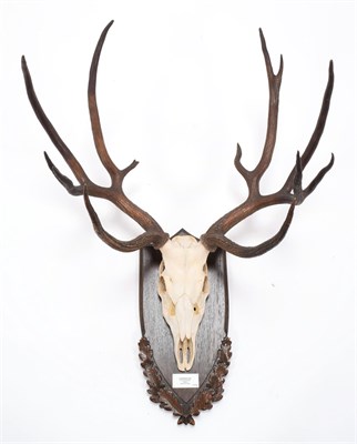 Lot 101 - Antlers/Horns: Schomburgk's Deer (Cervus schomburgki), Extinct circa 1931, antlers and pedicles...