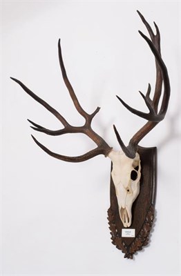 Lot 101 - Antlers/Horns: Schomburgk's Deer (Cervus schomburgki), Extinct circa 1931, antlers and pedicles...