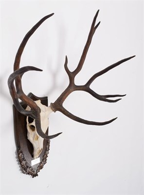 Lot 101 - Antlers/Horns: Schomburgk's Deer (Cervus schomburgki), Extinct circa 1931, antlers and pedicles...