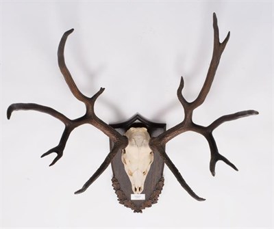 Lot 101 - Antlers/Horns: Schomburgk's Deer (Cervus schomburgki), Extinct circa 1931, antlers and pedicles...