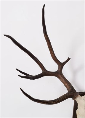 Lot 101 - Antlers/Horns: Schomburgk's Deer (Cervus schomburgki), Extinct circa 1931, antlers and pedicles...