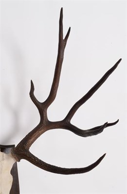 Lot 101 - Antlers/Horns: Schomburgk's Deer (Cervus schomburgki), Extinct circa 1931, antlers and pedicles...