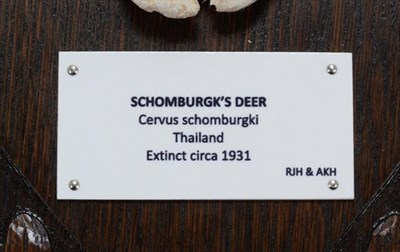 Lot 101 - Antlers/Horns: Schomburgk's Deer (Cervus schomburgki), Extinct circa 1931, antlers and pedicles...