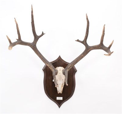 Lot 106 - Antlers/Horns: Swamp Deer (Cervus duvauceli), circa early 20th century, Northern India, South...