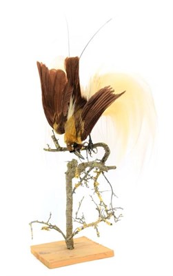 Lot 241 - Taxidermy: A Greater Bird of Paradise