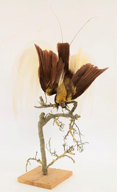 Lot 241 - Taxidermy: A Greater Bird of Paradise