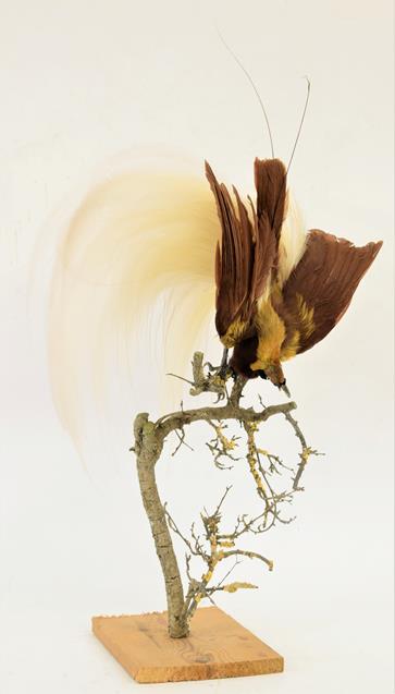 Lot 241 - Taxidermy: A Greater Bird of Paradise