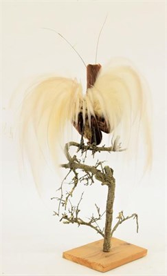 Lot 241 - Taxidermy: A Greater Bird of Paradise