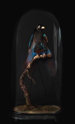 Lot 257 - Taxidermy: A Late Victorian Blue Bird of