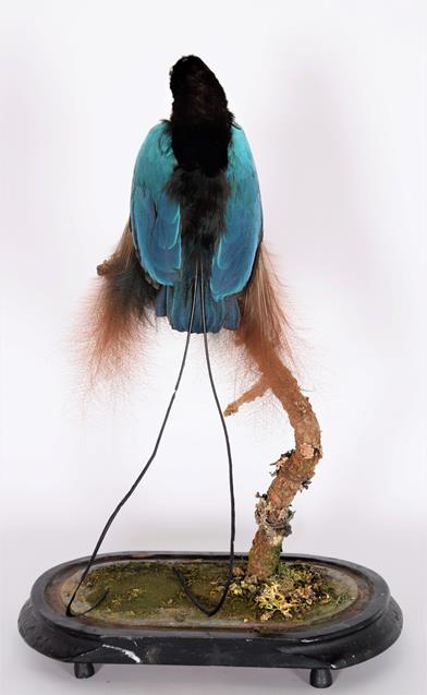 Lot 257 - Taxidermy: A Late Victorian Blue Bird of