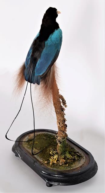 Lot 257 - Taxidermy: A Late Victorian Blue Bird of