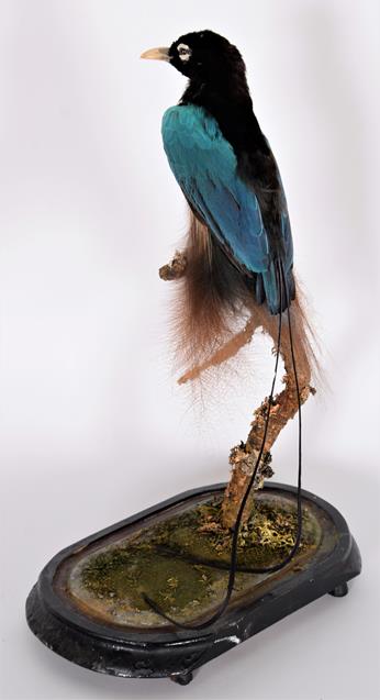 Lot 257 - Taxidermy: A Late Victorian Blue Bird of